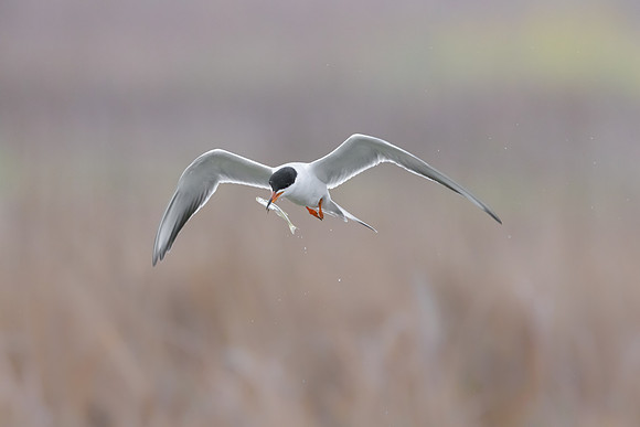 Forster's Tern