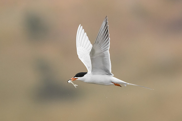 Forster's Tern