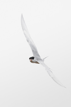 Forster's Tern