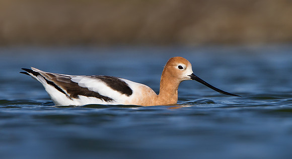 American Avocet
