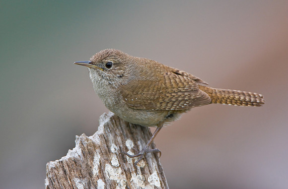 House Wren