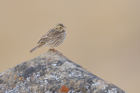 Savannah Sparrow