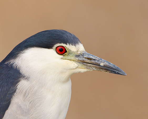 Black-crowned Night Heron