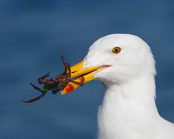 Western Gull, with crab