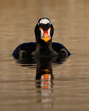 Surf Scoter