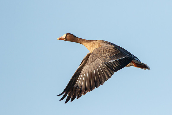 Greater White-fronted Goose, in flight