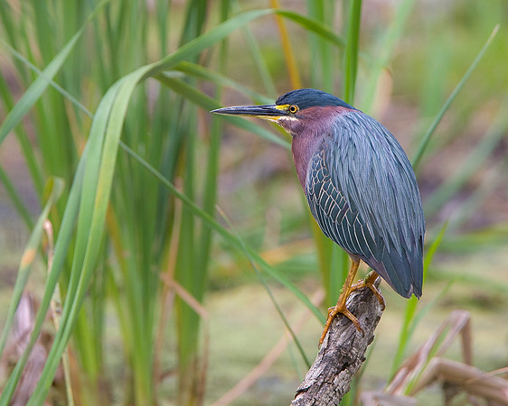 Green Heron