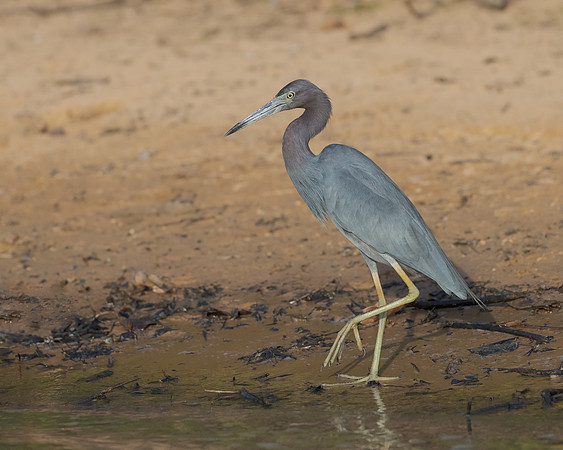Little Blue Heron