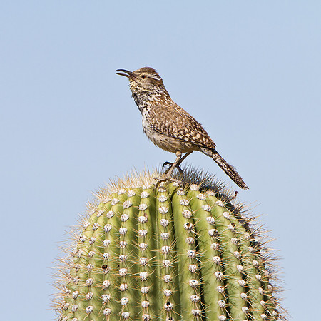 Cactus Wren atop Saguaro cactus
