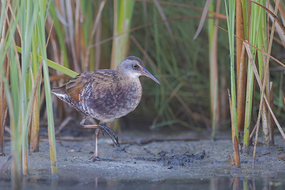 Virginia Rail, immature