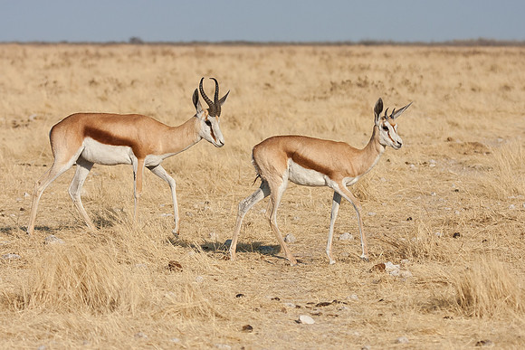 Springbok