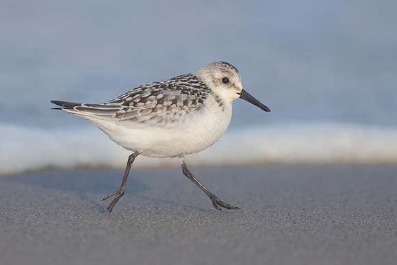 Sanderling