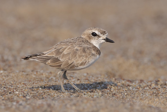 Snowy Plover