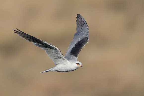 White-tailed Kite