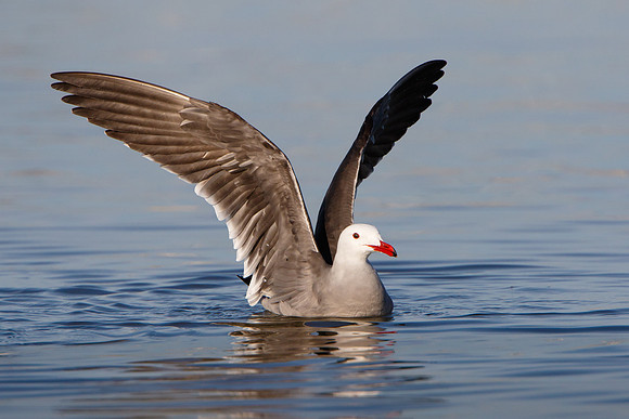 Heermann's Gull