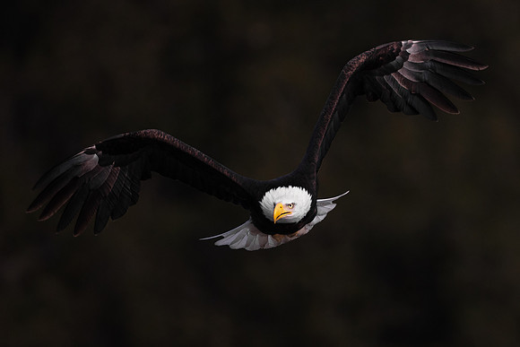 Bald Eagle