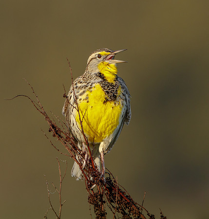 Western Meadowlark