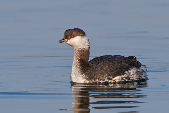 Horned Grebe