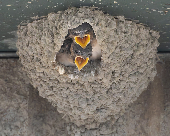 Cliff Swallows at nest