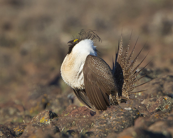 Greater Sage-Grouse