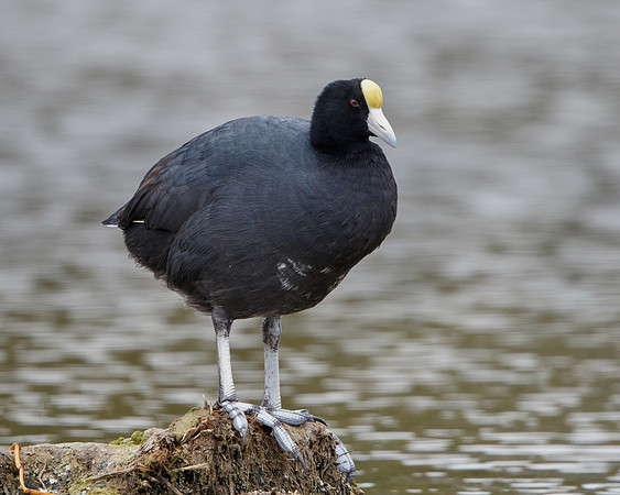 Andean Coot