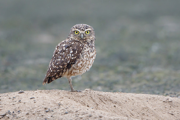 Burrowing Owl