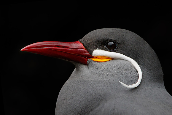 Inca Tern