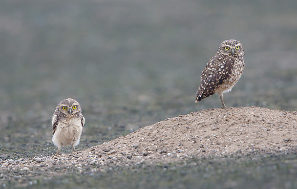 Burrowing Owl, parent with chick