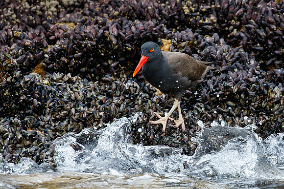 Blackish Oystercatcher