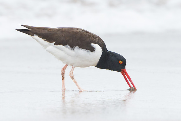 American Oystercatcher