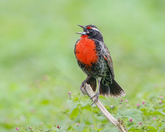 Peruvian Meadowlark