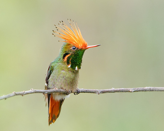 Rufous-crested Coquette