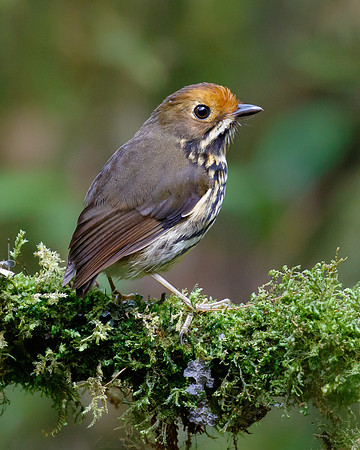 Ochre-fronted Antpitta