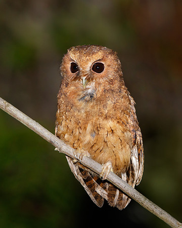 Cinnamon Screech Owl