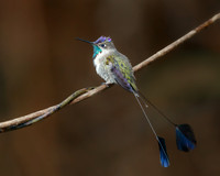 Marvelous Spatuletail