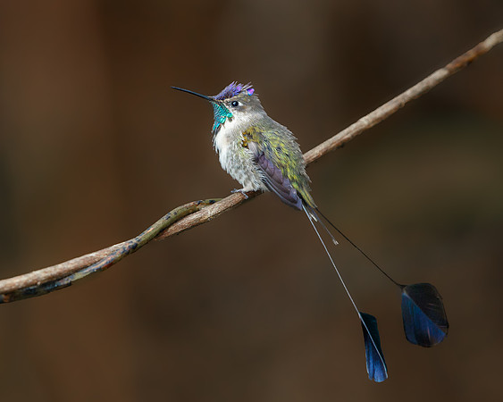 Marvelous Spatuletail