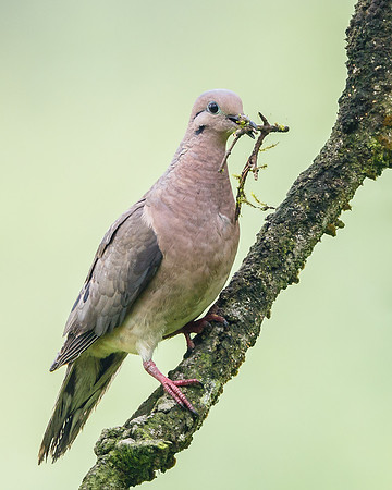 Eared Dove, with nest material