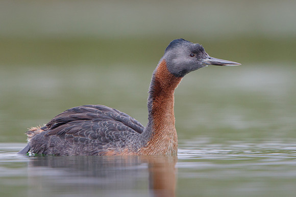 Great Grebe