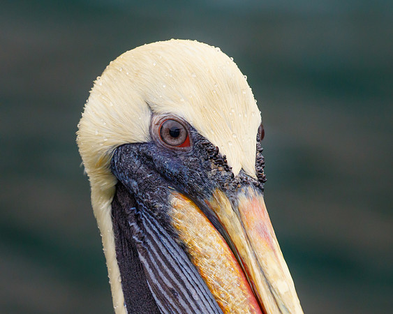 Peruvian Pelican