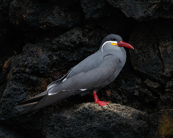 Inca Tern