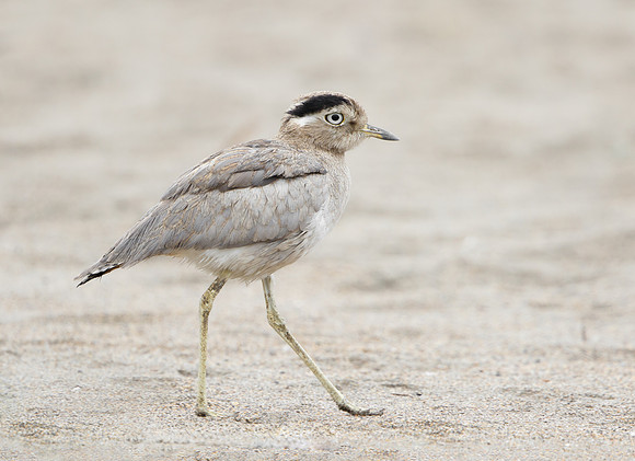 Peruvian Thick-knee