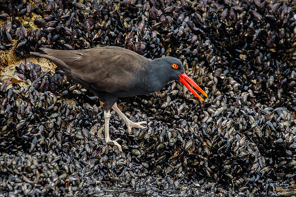 Blackish Oystercatcher