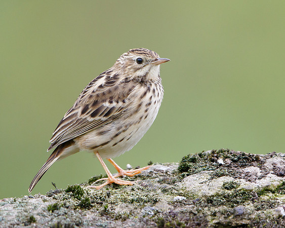 Yellowish Pipit