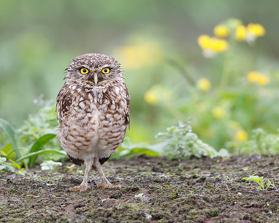 Burrowing Owl