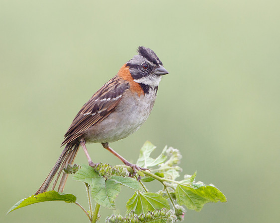 Rufous-collared Sparrow