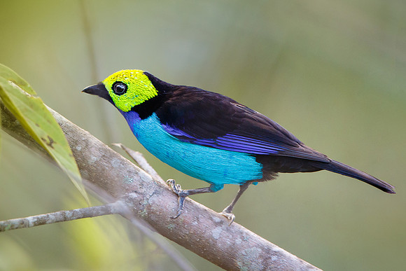 Paradise Tanager