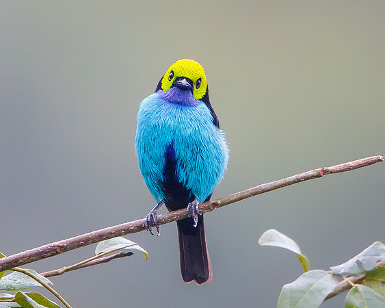 Paradise Tanager