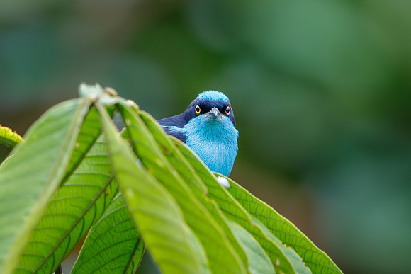 Black-faced Dacnis