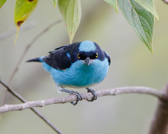 Black-faced Dacnis