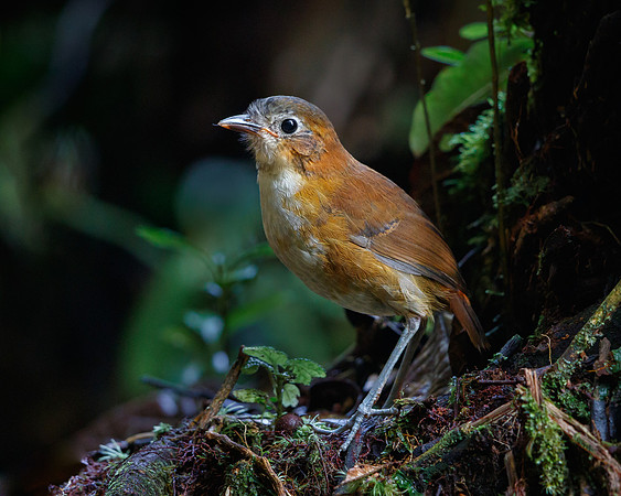 Rusty-tinged Antpitta